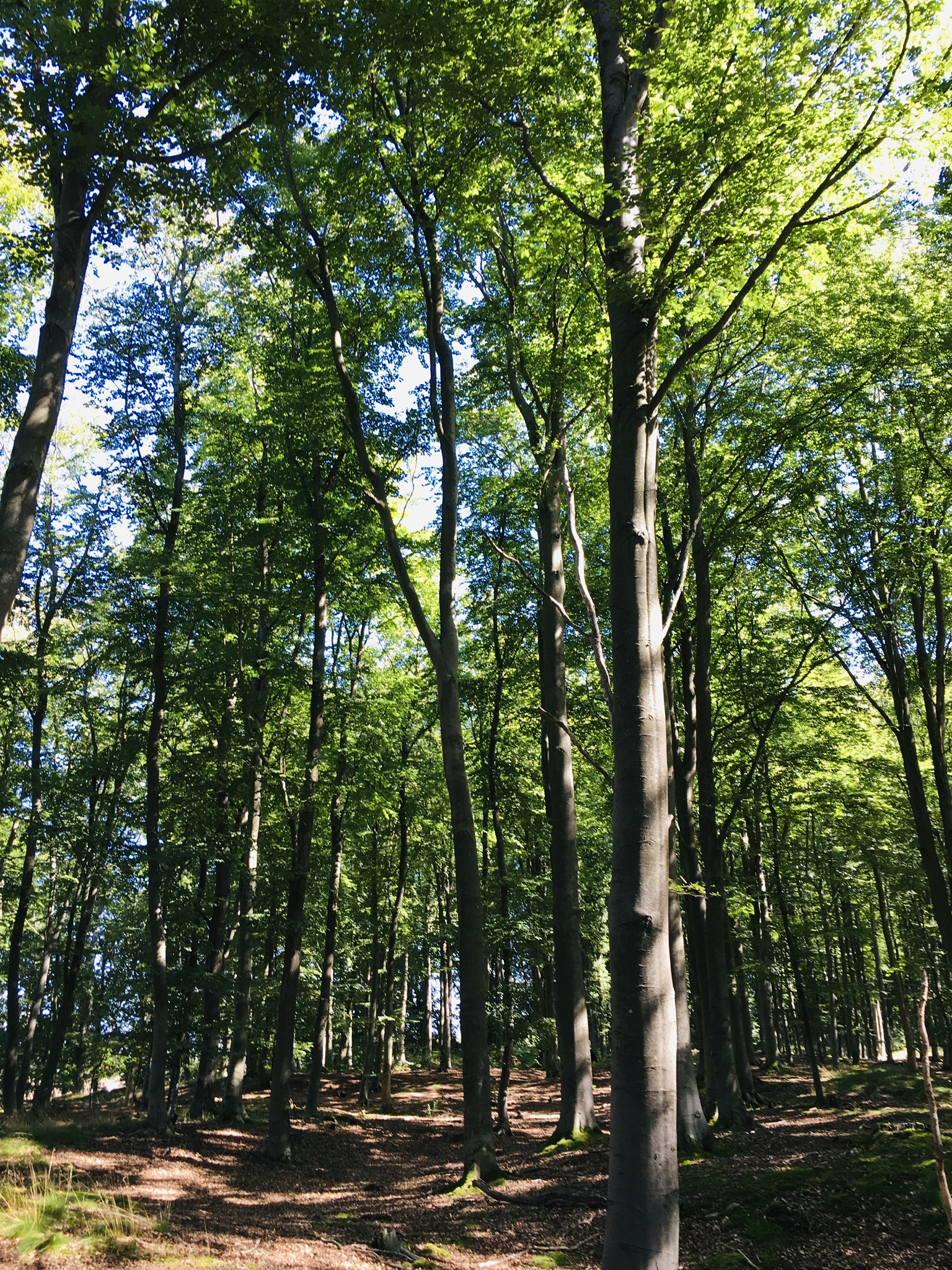 Wald mit Sonnenschein