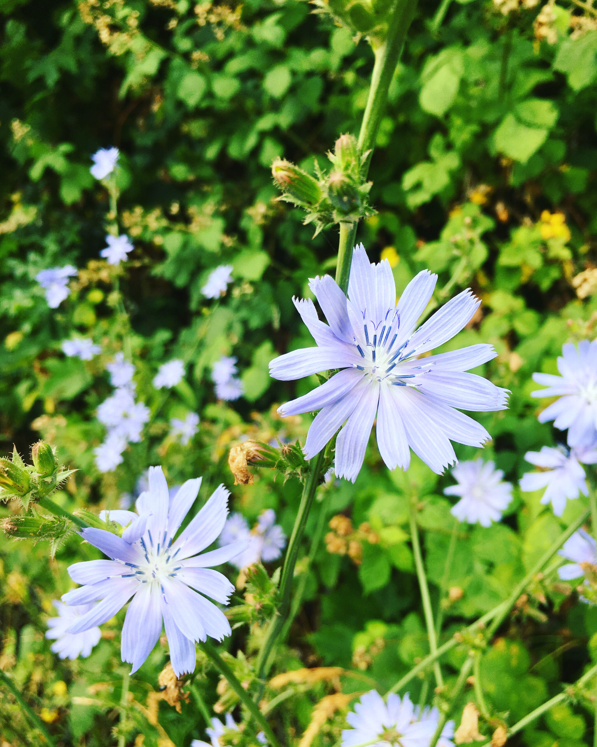 Blume Bild Naturheilkunde